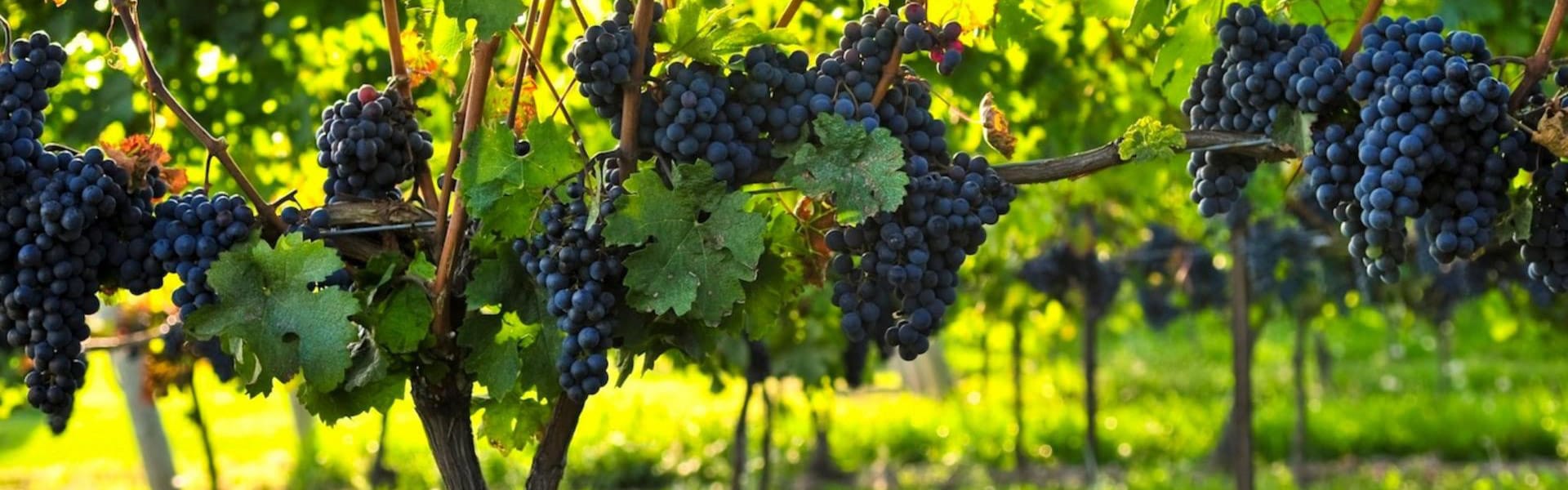 AZIENDA AGRICOLA CÁ REBECCHI