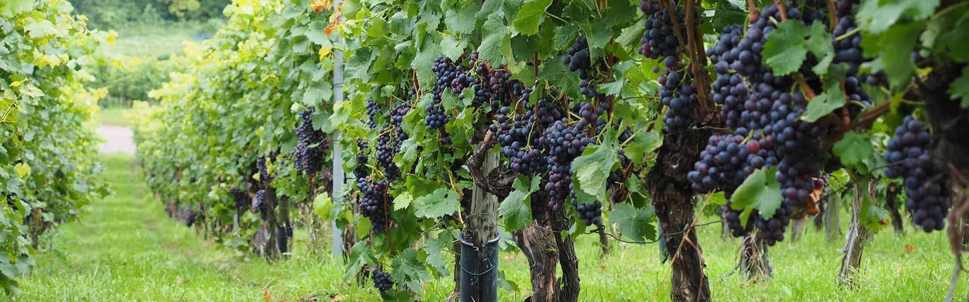 PRODUTTORI DI VINI DOC DELL'OLTREPÒ PAVESE