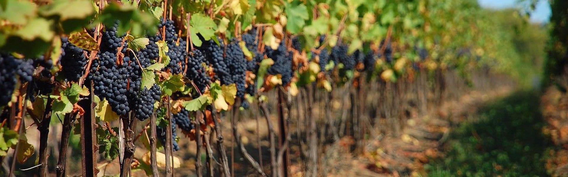 130 ANNI DI PASSIONE PER IL VINO